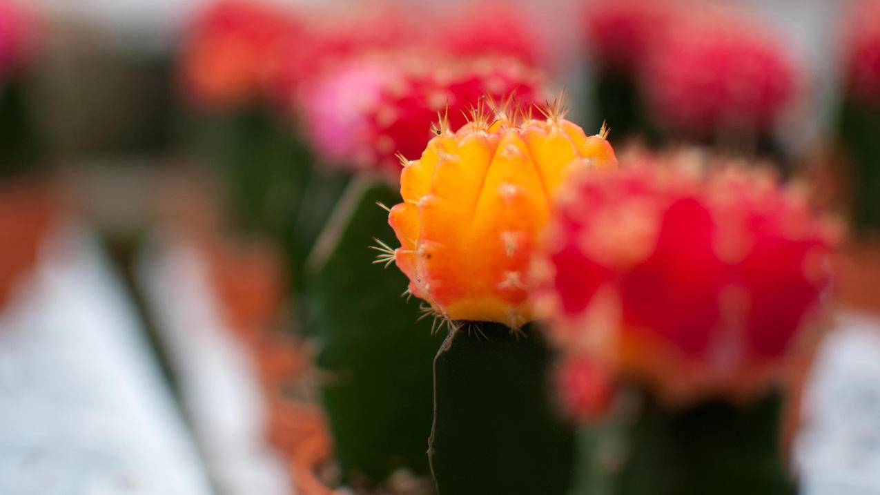 苹果id退出又登陆回来后照片没有了_苹果手机id退出后重新登陆照片没有了 - 各区苹果ID - 55dz账号网