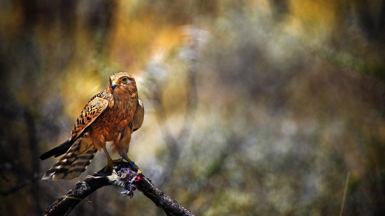 为什么苹果id点进去现实无法连接_苹果id为什么点不进去 - 注册外服方法 - 55dz账号网
