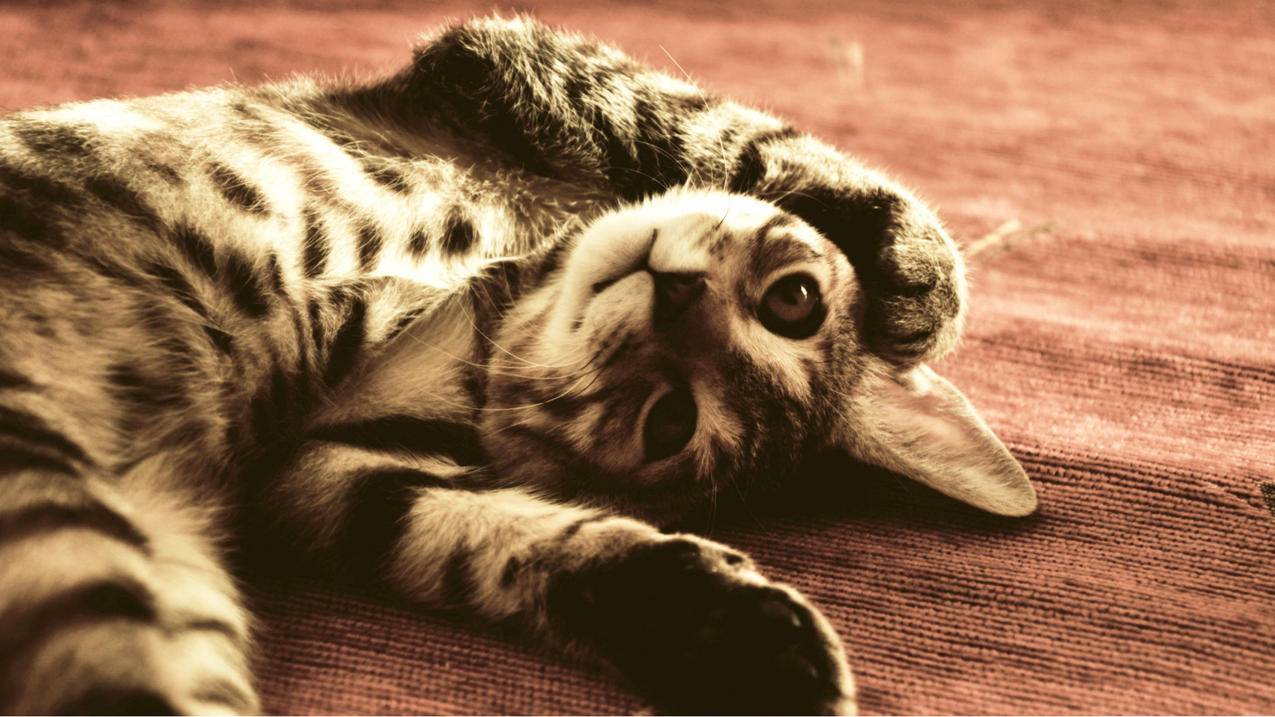 韩国appleid可以在几台设备上登录_appleid注册韩国账号怎么填 - 韩国苹果id - 55dz账号网