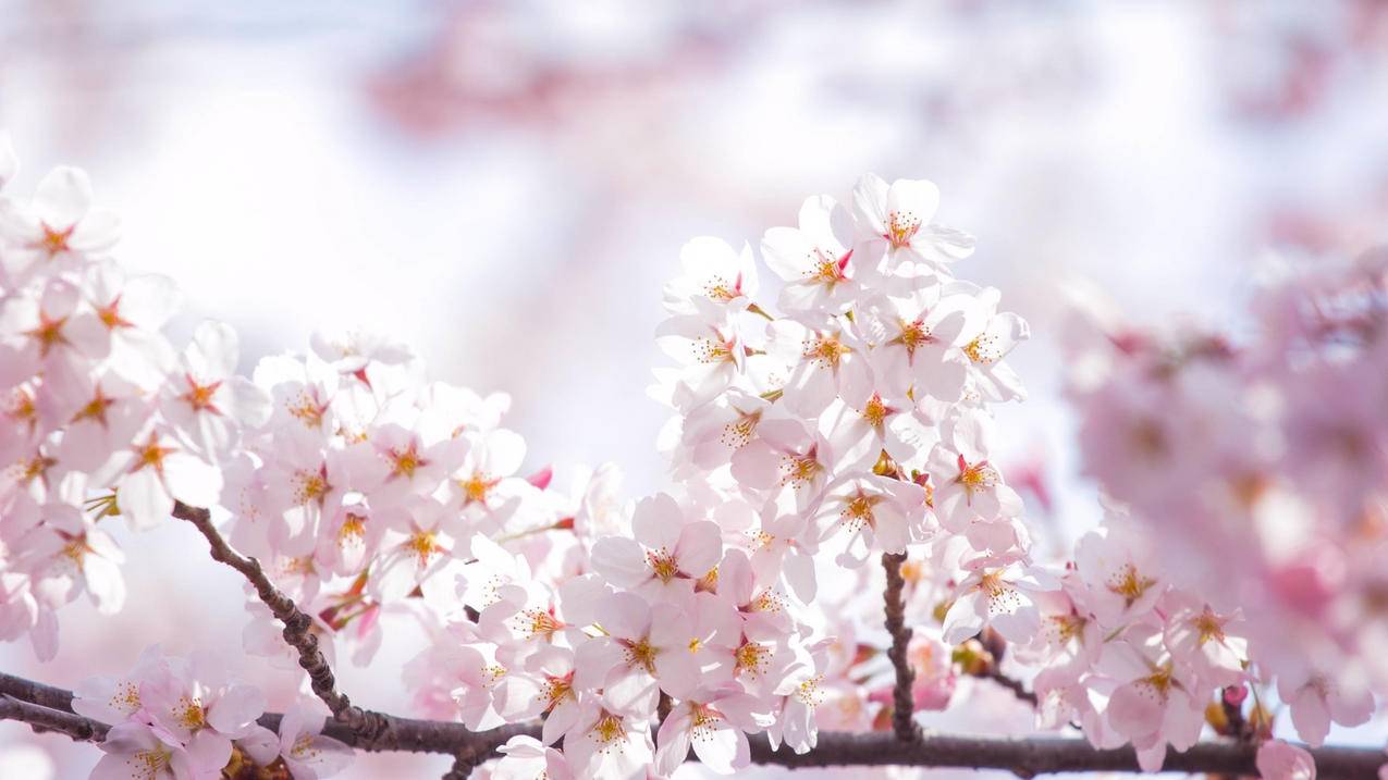快手真人刷赞平台 - 抖音粉丝低价平平台,全网最低刷业务平台抖音,抖音刷十个赞网站