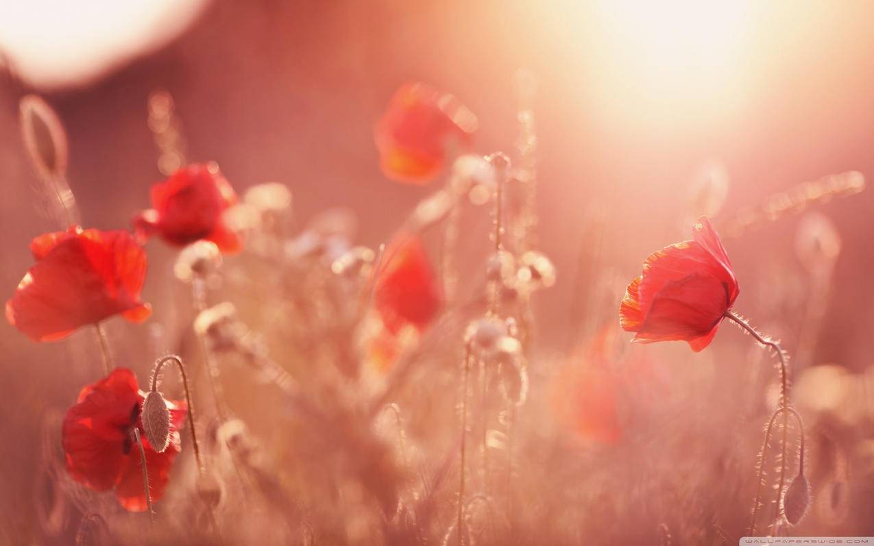 国际国内新闻广播稿_关于国内新闻的广播稿 - gmail相关 - 55dz账号网