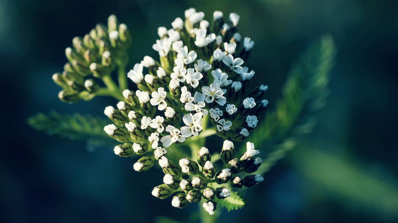 香港苹果id借钱_用苹果id借钱的app - 香港苹果ID - 55dz账号网