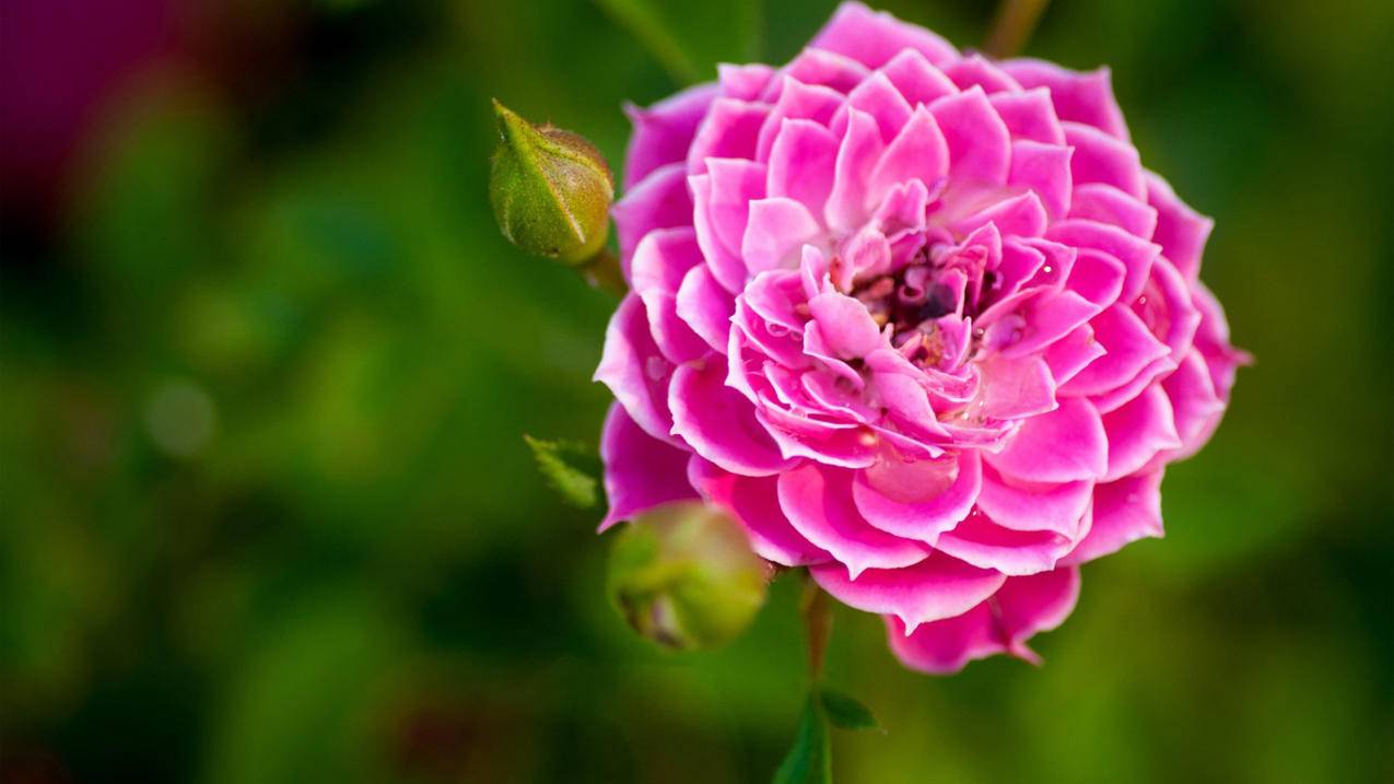 气质卡盟官网-快手刷赞50个1秒倒,快手人气自助下单平台推广,黑牛自助下单平台