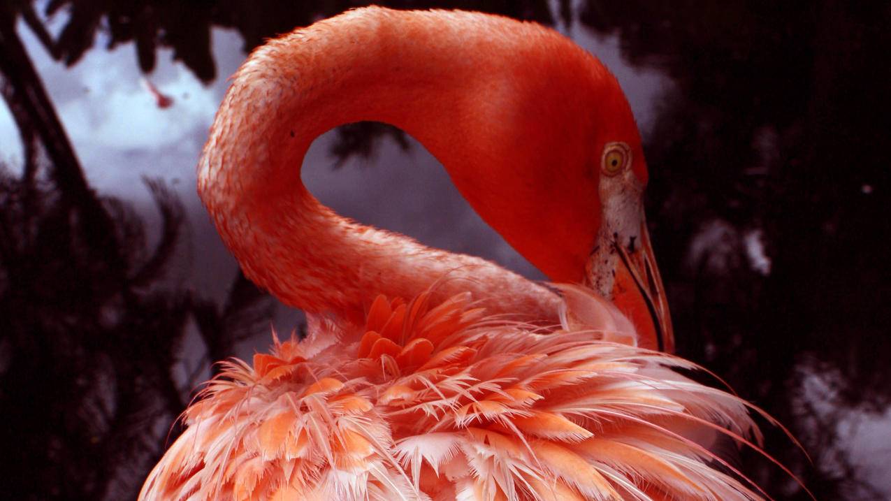 ins的翻译功能怎么用不了_ins翻译不了了 - INS相关 - 55dz账号网