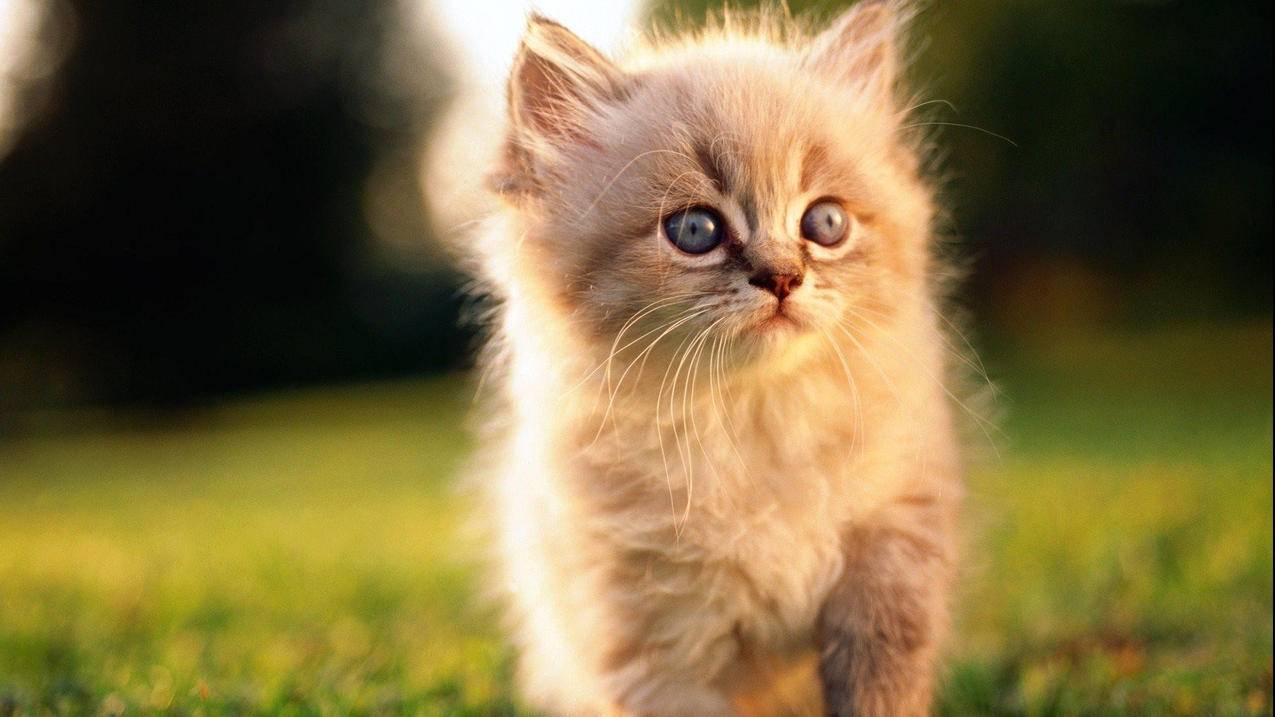 为什么苹果id电话号码无效_苹果id显示电话号码无效 - 各区苹果ID - 55dz账号网