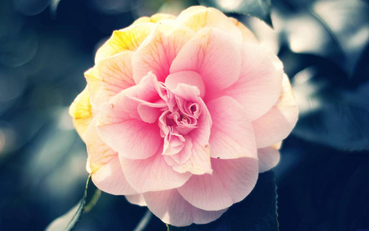 nba2kol球星技能搭配_NBA2kol球星技能 - IOS分享 - 55dz账号网