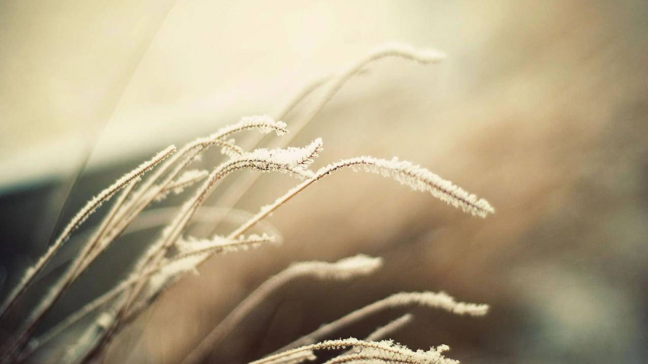 为什么越南苹果id密码被重置 - 各区苹果ID - 55dz账号网