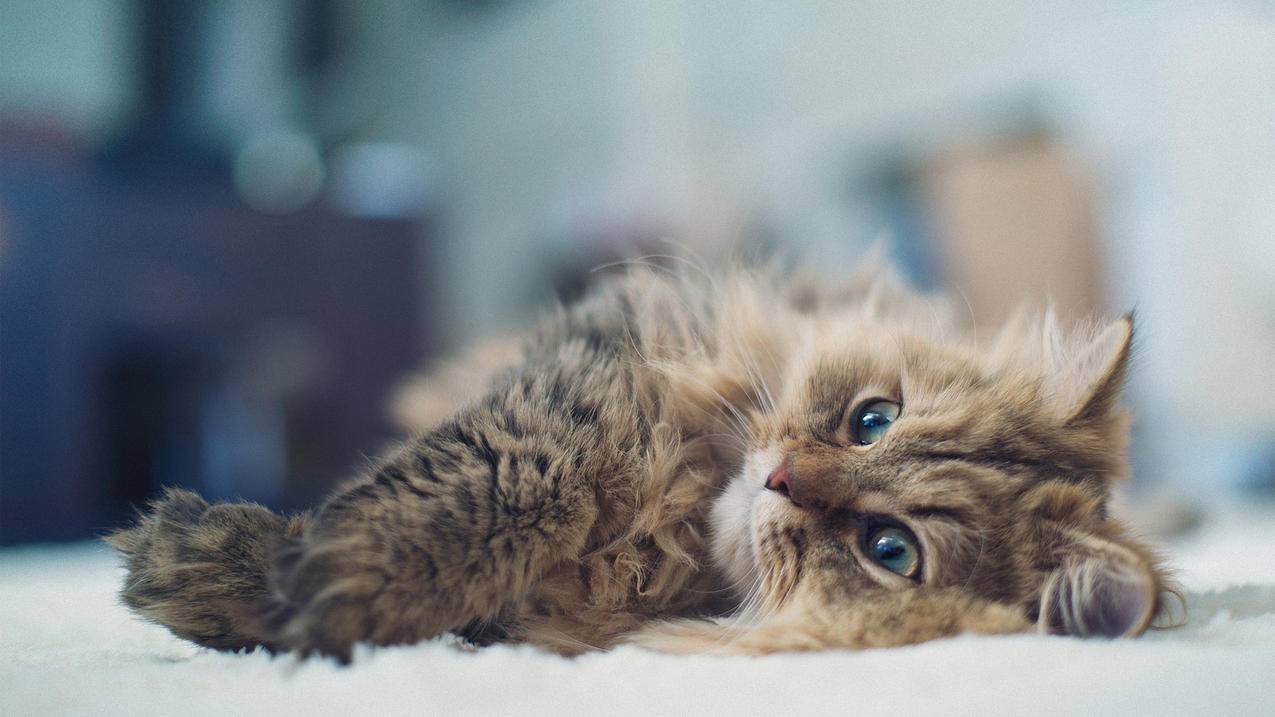 拼多多砍价拿错了怎么办-dy业务网