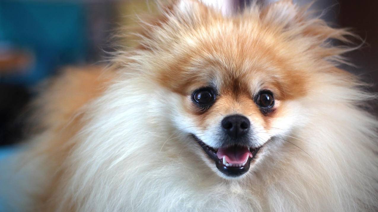 苹果id头像怎么恢复_苹果id的图片怎么恢复 - 各区苹果ID - 55dz账号网