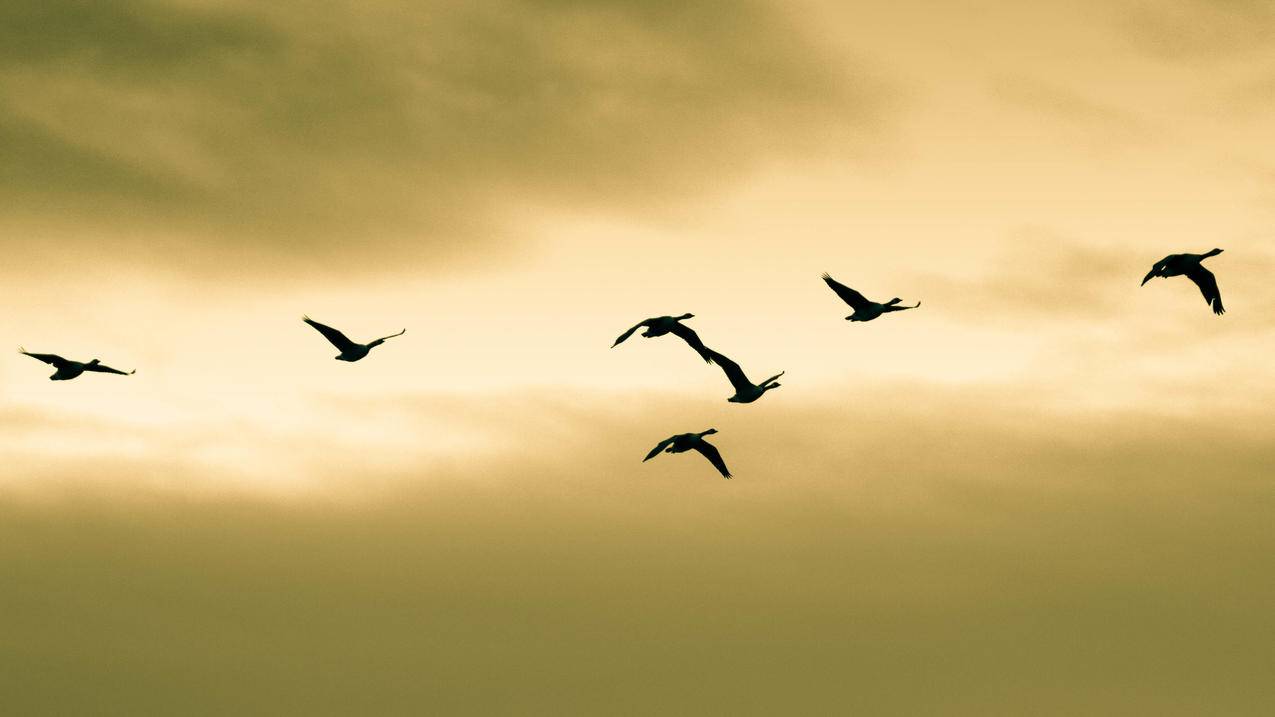 韩国苹果id忘记以前的号码怎么办_韩国苹果id忘记以前的号码怎么办 - 韩国苹果id - 55dz账号网