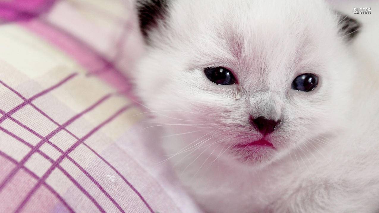 台湾appleid一样怎么连wifi_用台湾id登陆苹果商店 - 台湾苹果ID - 55dz账号网