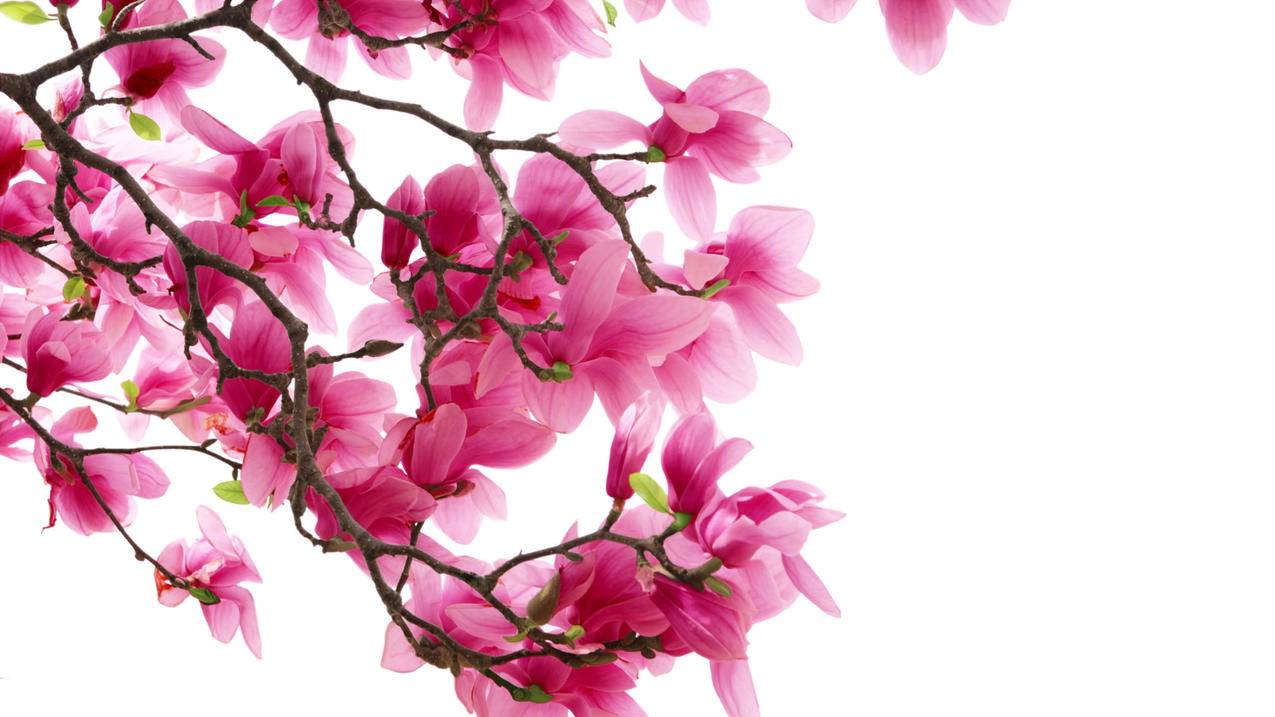 怎样绑定appleid付款_如何用appleid付款 - 各区苹果ID - 55dz账号网