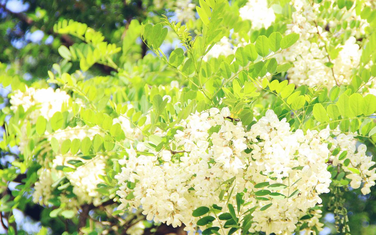 怎么查apple id上面消费的历史账单 ， 苹果怎样查看自己id的购买记录?  - 55dz账号网