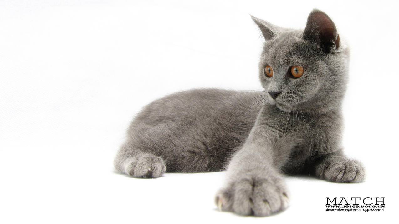 oppo手机怎么安装google服务框架_oppo手机如何安装谷歌服务框架 - google相关 - 55dz账号网