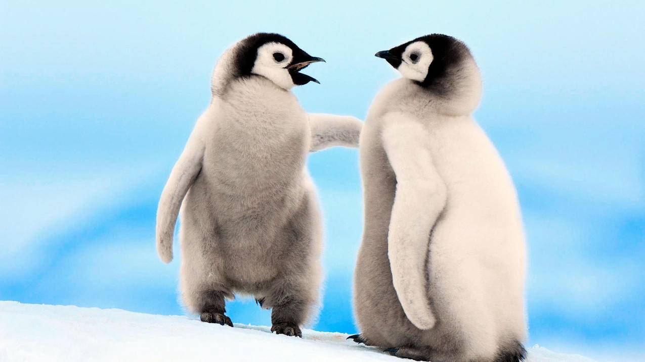 小火箭苹果怎么下载_苹果小火箭安卓版下载 - 注册外服方法 - 55dz账号网