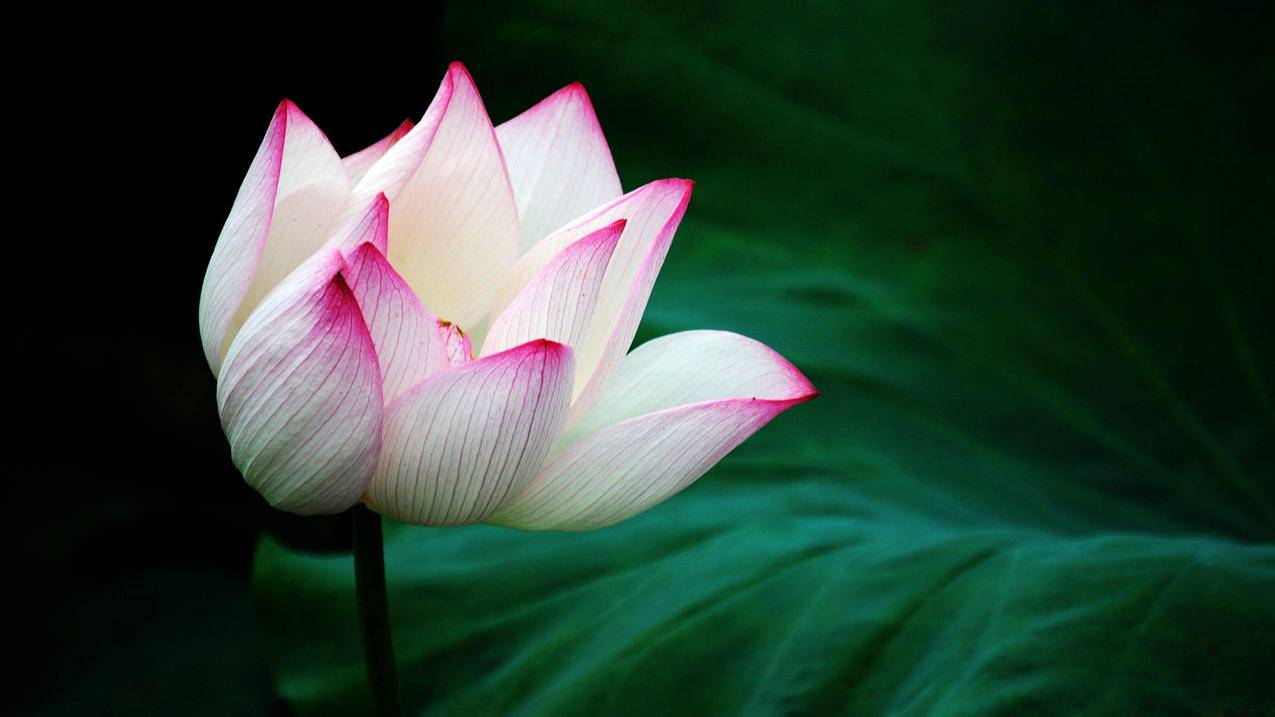 微信读书怎样设置私密阅读_微信读书怎么设置私密阅读 - 微信相关 - 55dz账号网