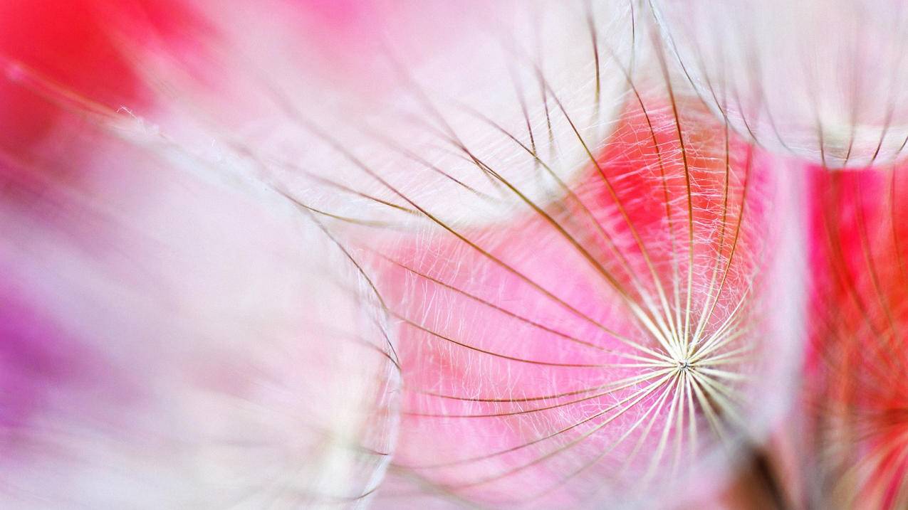 anki怎么批量导入选择题_anki 批量导入 - IOS分享 - 55dz账号网