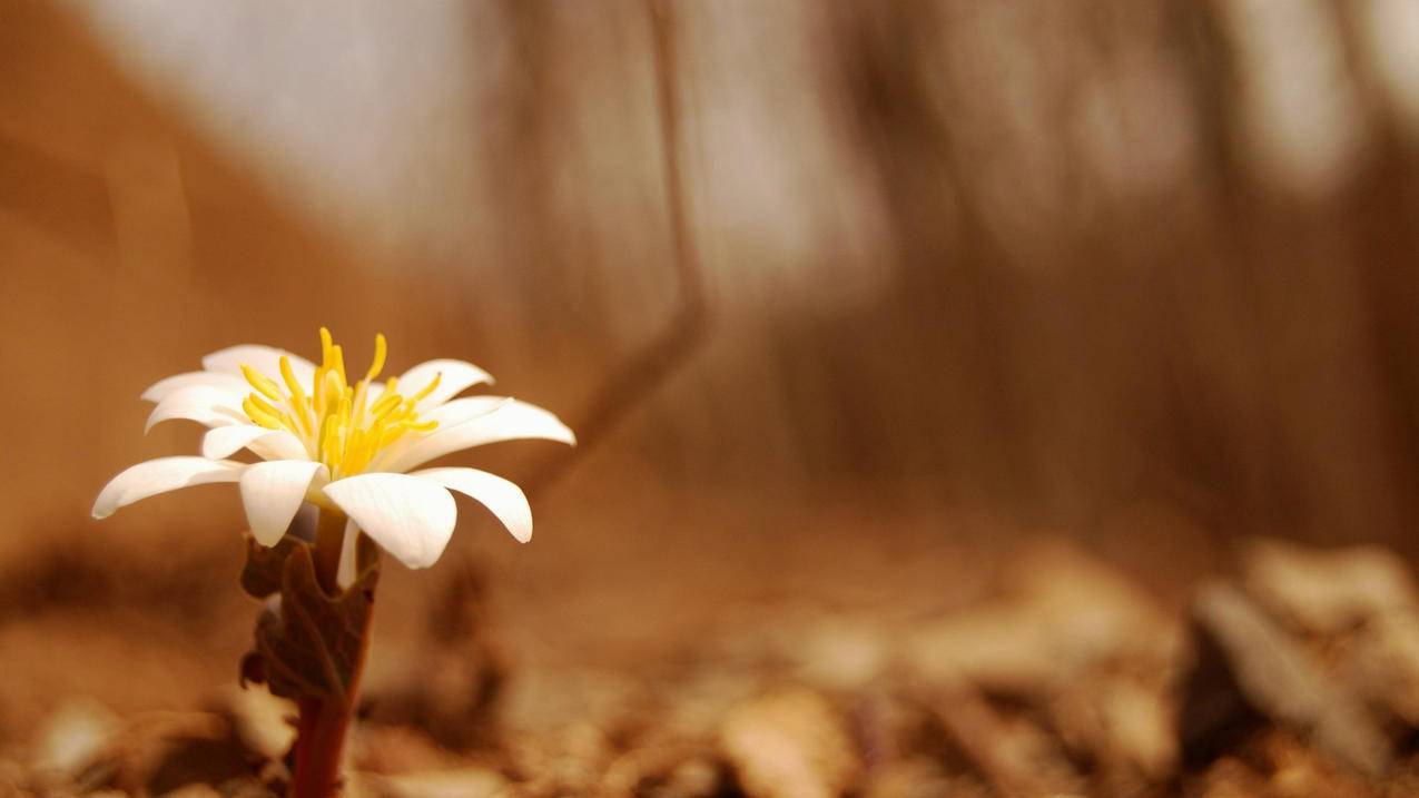 忘记appleid密码怎么恢复出厂设置_苹果忘记apple id密码怎么恢复出厂设置 - 各区苹果ID - 55dz账号网