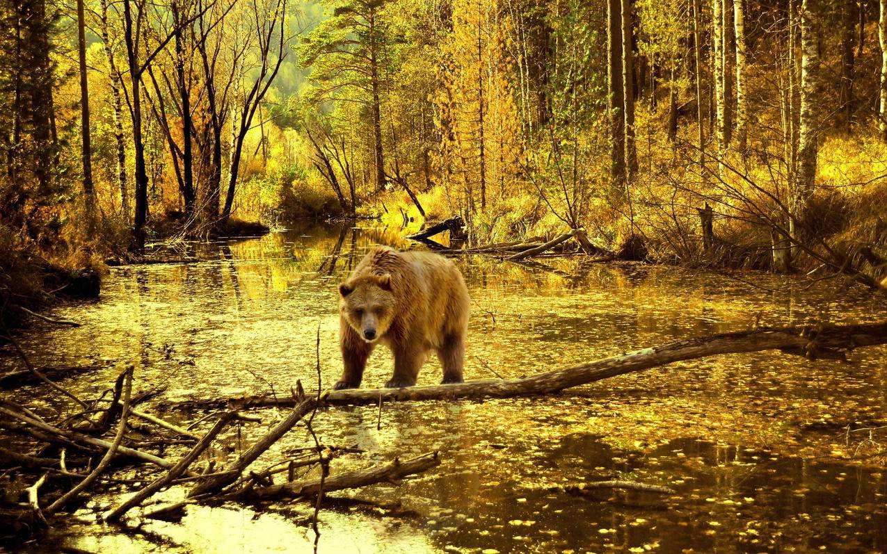 千川如何搭建子账号？ - ks自助下单 - ks业务下单