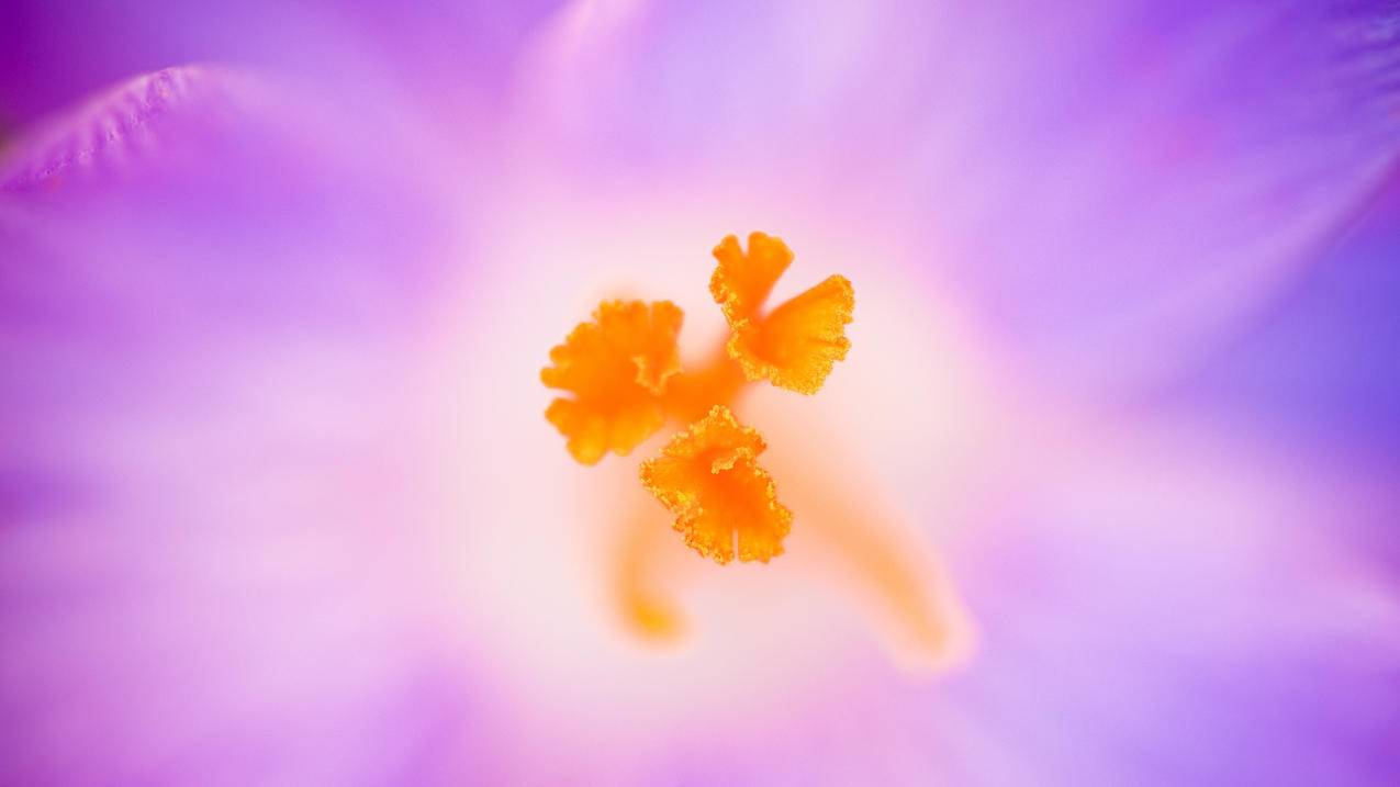 为什么新建的越南苹果id不能下载更新东西 - 各区苹果ID - 55dz账号网