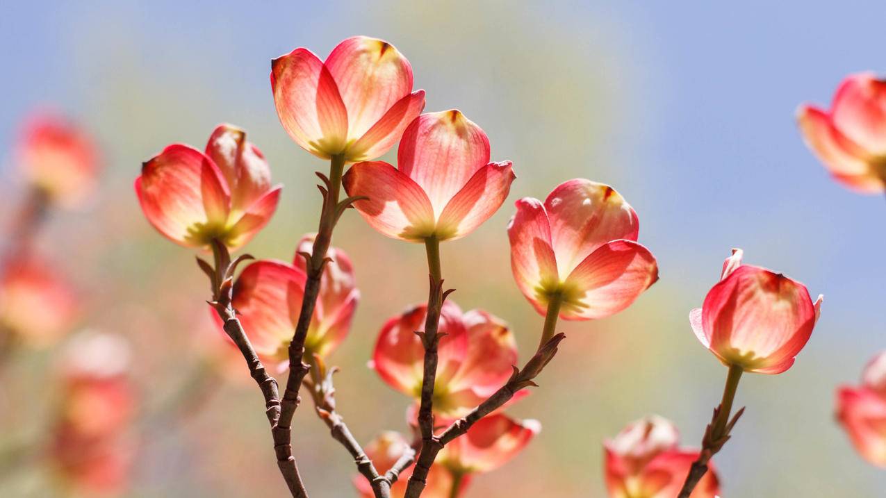 拼多多刀1元10刀 - qq代刷网小辰,网课代刷平台,快手粉丝代刷网低价