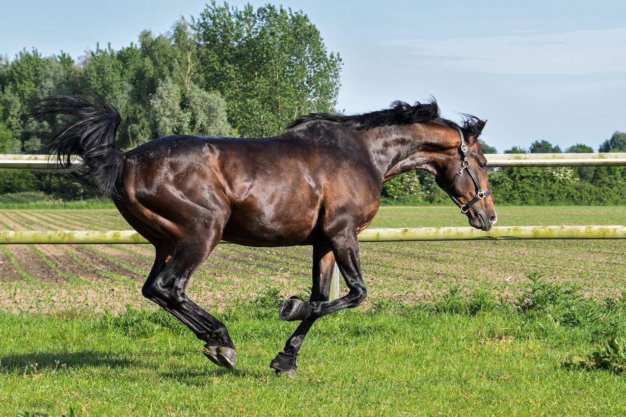 tiktok上面的毛绒大象的简单介绍 - 苹果APP下载 - 55dz账号网