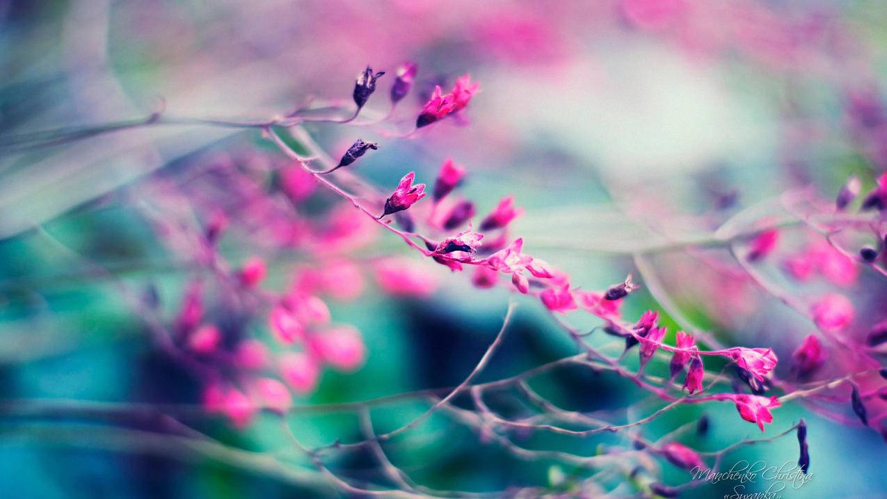 香港苹果id怎么全部清空_苹果手机怎么清空ID - 香港苹果ID - 55dz账号网