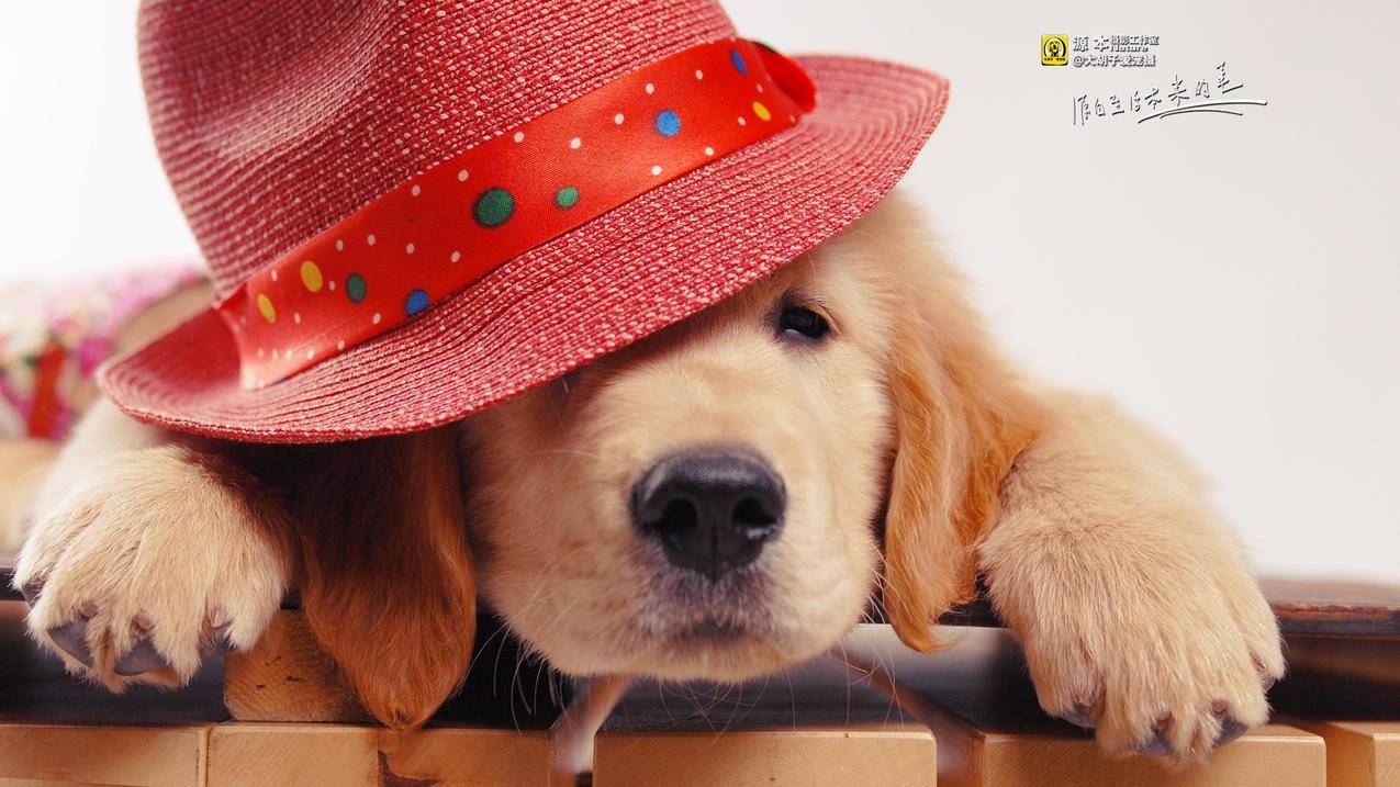 怎么改日本appleid绑定的手机号_怎么用日本手机号注册apple id - 日本苹果ID - 55dz账号网