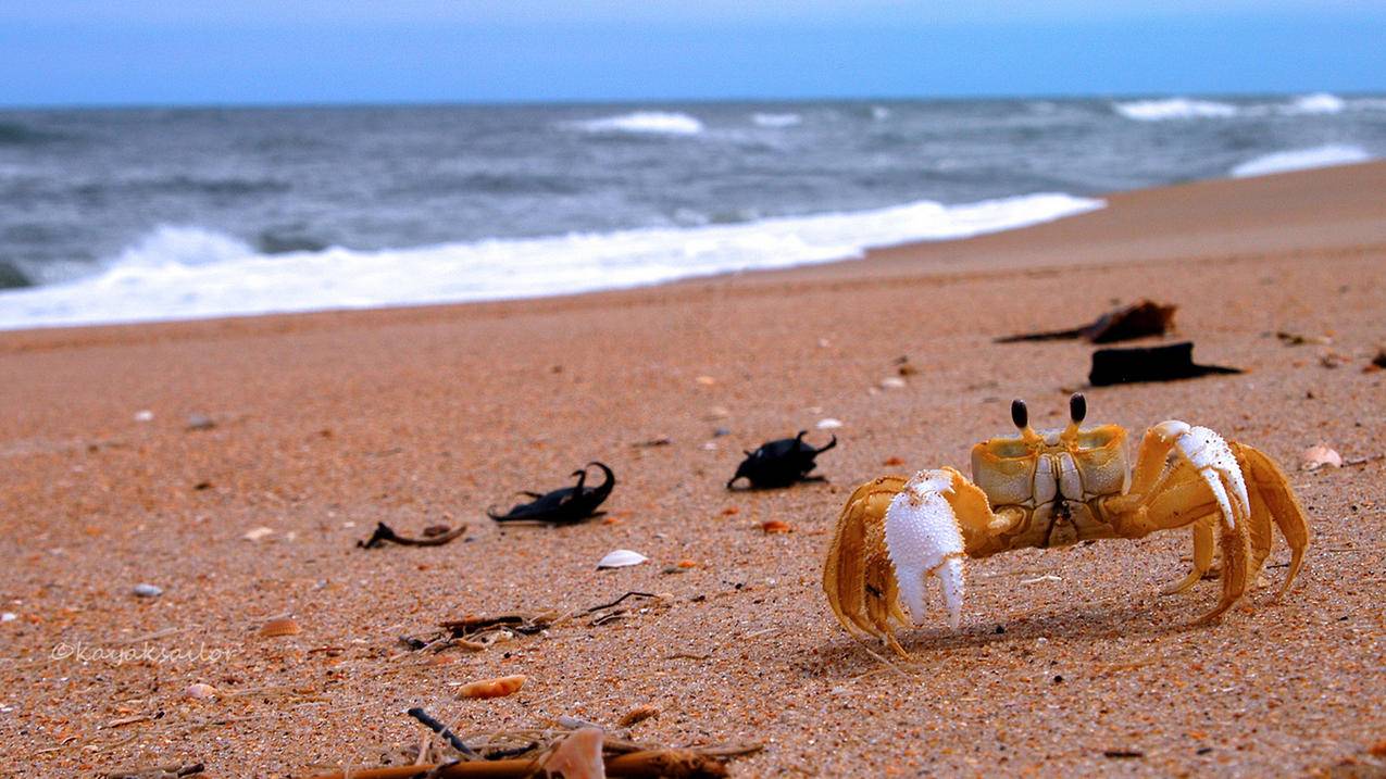 youtube结算人民币吗_youtube赚钱怎么结算 - youtube相关 - 55dz账号网