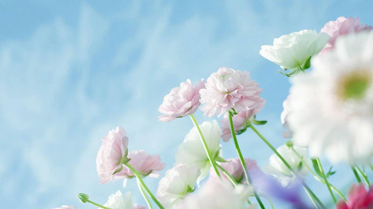 appleid找回密码显示id无效或不支持_apple id 密码无效 - 各区苹果ID - 55dz账号网