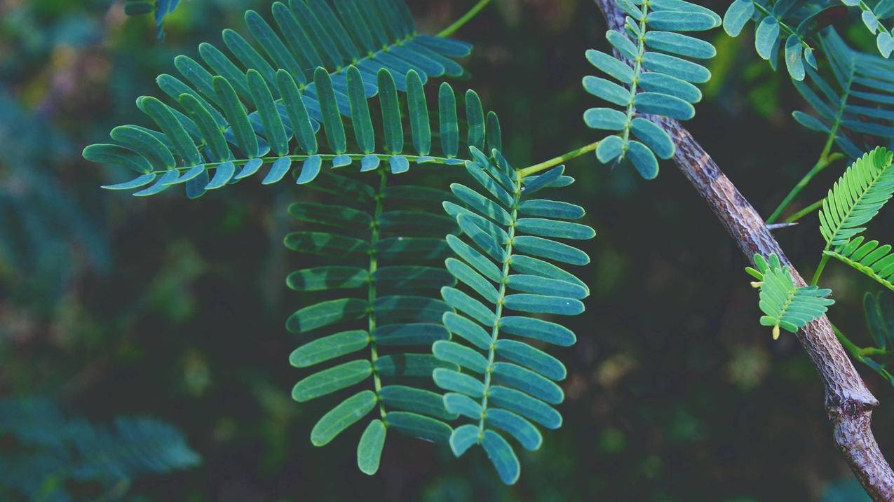 澳服iCloud账号共享怎么用[2024最新分享]_海外appleid