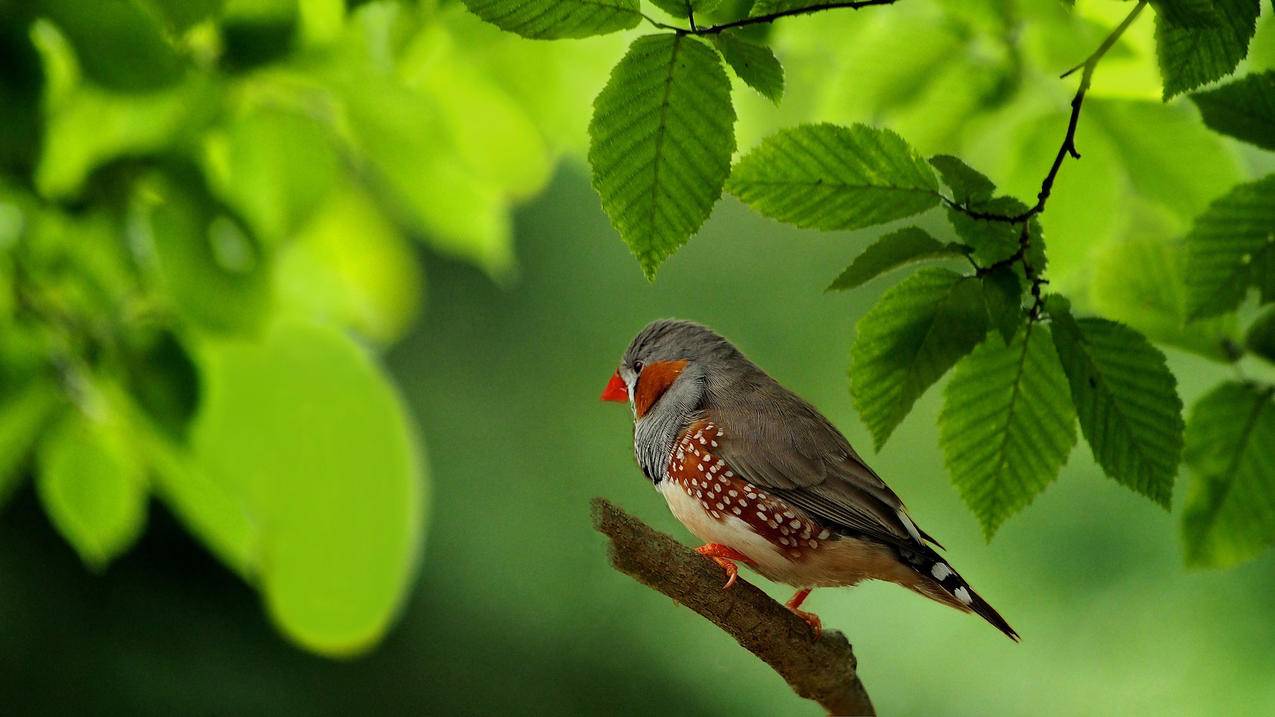 zoomh6连接手机观察电平_zoomh4n连接手机 - zoom相关 - 55dz账号网