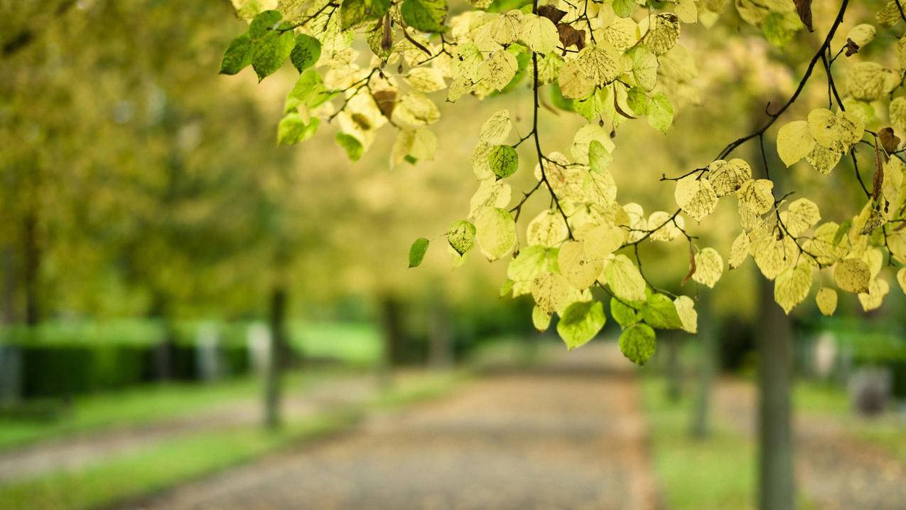 长沙软件学校有多少人 - ks自助下单 - ks业务下单