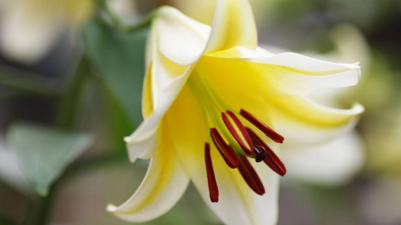 碧蓝航线日服怎么改中文_碧蓝航线日服怎么改中文手游 - 日本苹果ID - 55dz账号网