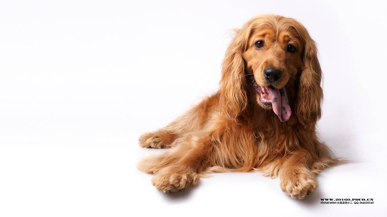 celine鲶鱼包真假鉴定_celine鲢鱼包真假 - Line相关 - 55dz账号网