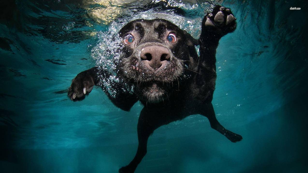 安卓手机美国id从哪登录  ( tiktok注册教程 ) - 55dz账号网