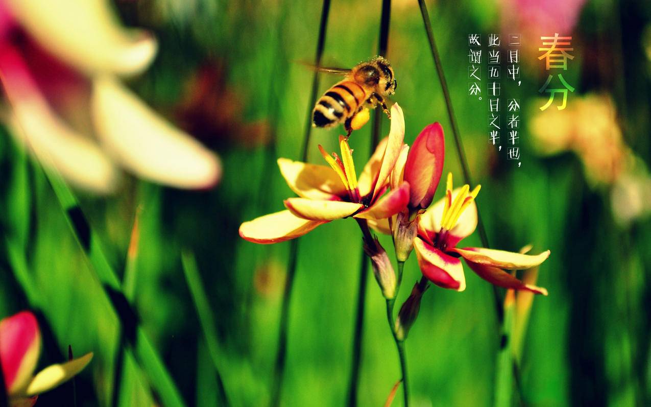 苹果12怎么强制退出越南苹果id账号（苹果12怎么强制退出越南苹果id账号） - 各区苹果ID - 55dz账号网