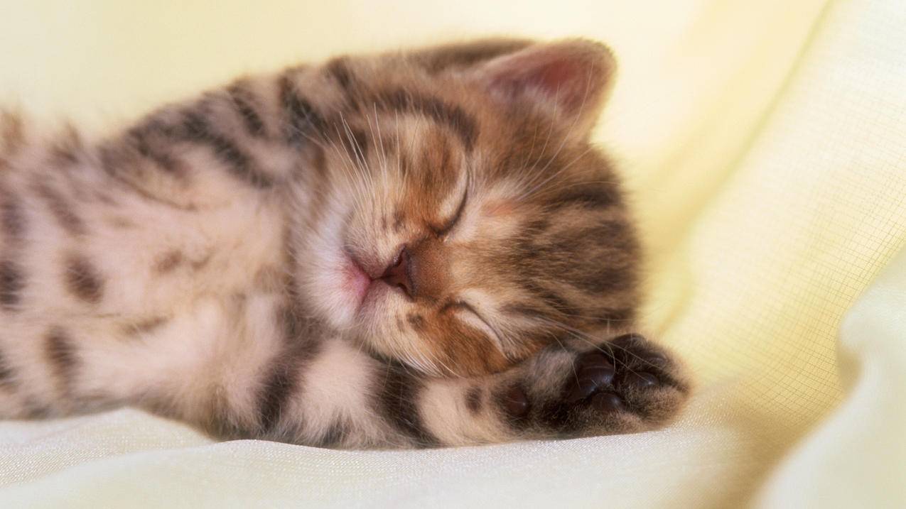 拼多多砍价的码怎么弄-dy业务网