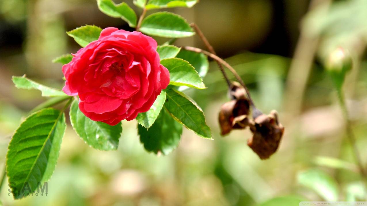 APP渠道投放百科（一） - Apple ID相关 - 55dz账号网