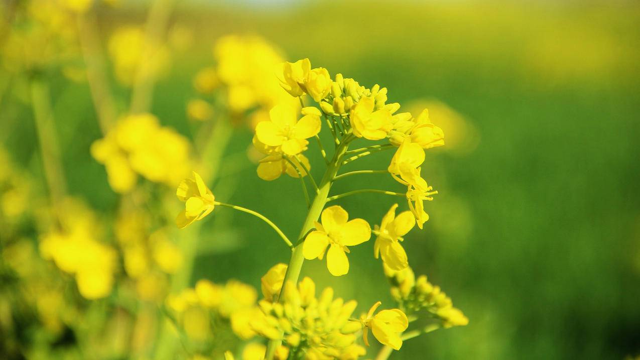 如何看抖音直播间_如何看抖音直播间等级 - messenger相关 - 55dz账号网