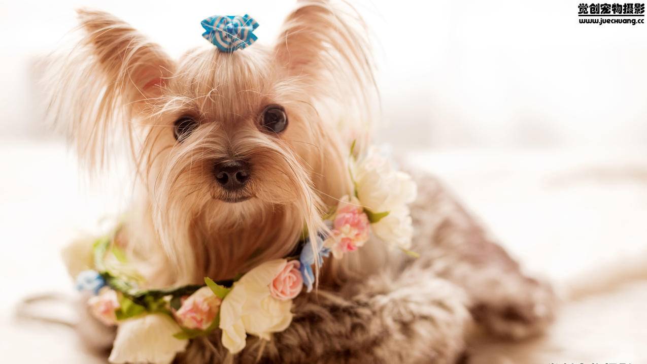 tiktok网页版怎么用_tiktok用什么登陆 - tiktok相关 - 55dz账号网