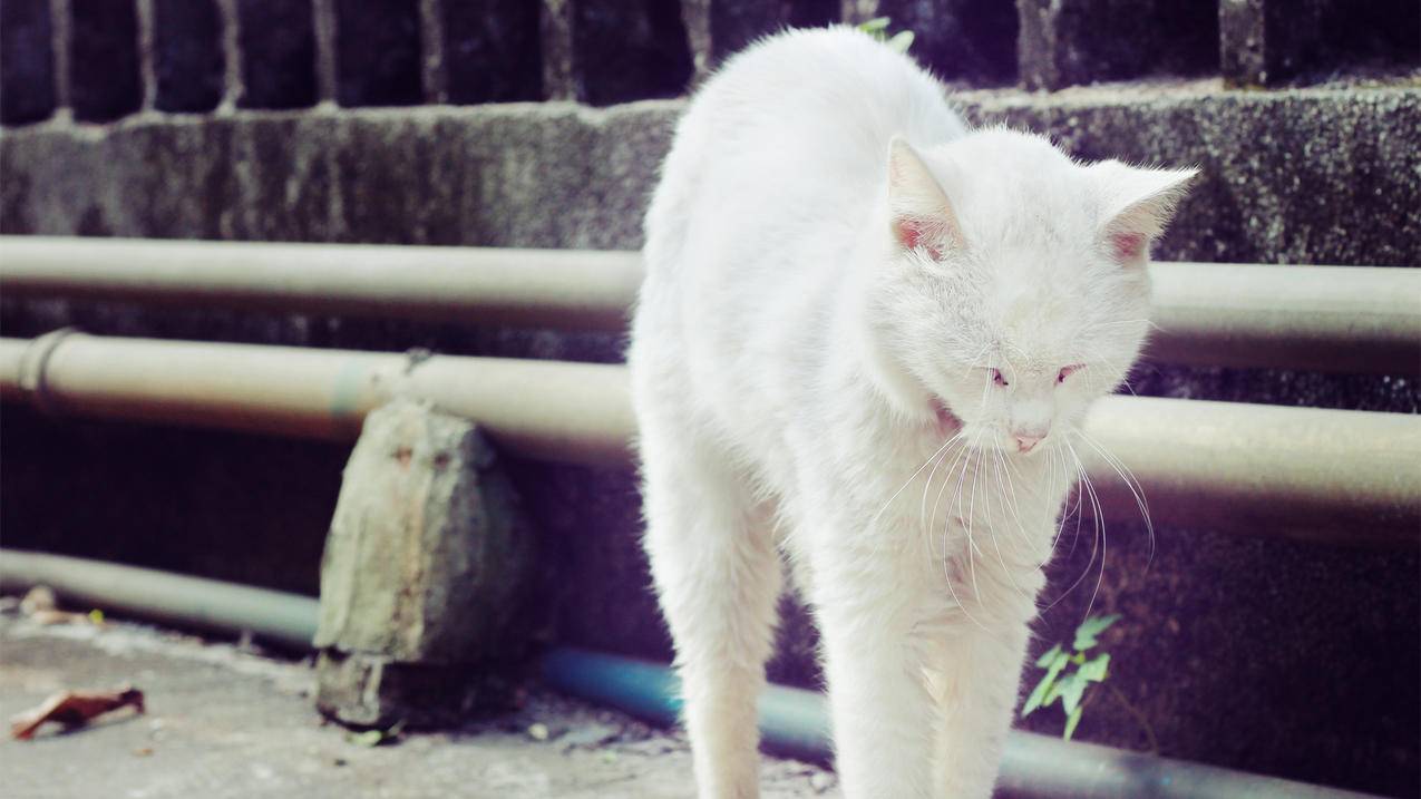 offline是什么牌子的衣服_offline品牌 - Line相关 - 55dz账号网