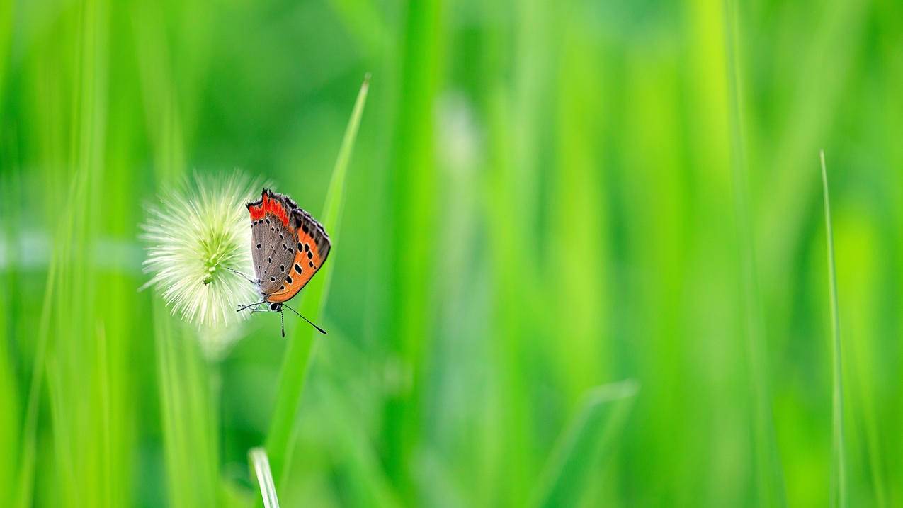 为什么苹果手机下载不了韩剧tv_苹果手机下不了韩剧TV - messenger相关 - 55dz账号网