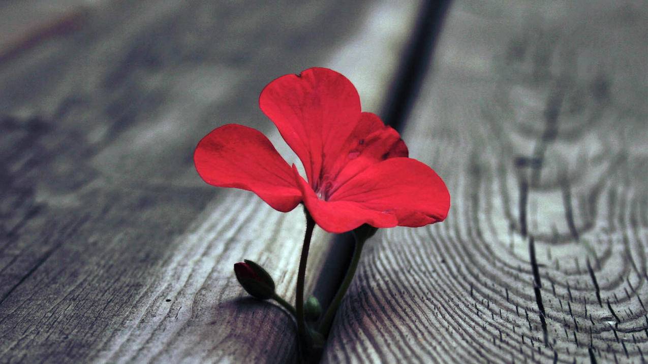 英语的词根词缀汇总表百度网盘_英语前缀后缀词根总表百度云 - messenger相关 - 55dz账号网