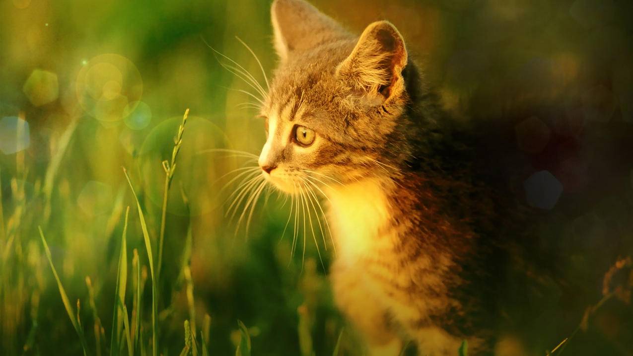 怎么看日本苹果id消费记录_日本苹果id怎么通过检查 - 日本苹果ID - 55dz账号网