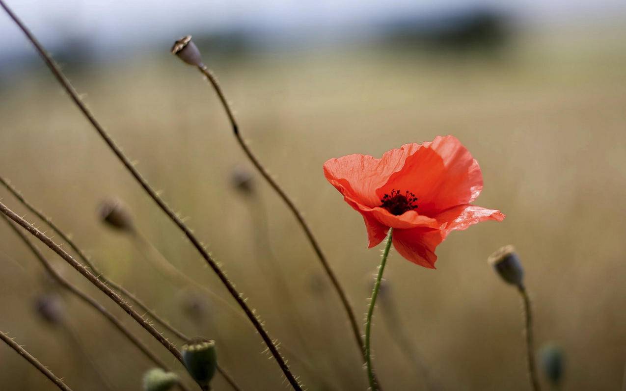 appleid未能登陆无法验证码密码_appleid密码忘记验证错误 - Apple ID相关 - 55dz账号网