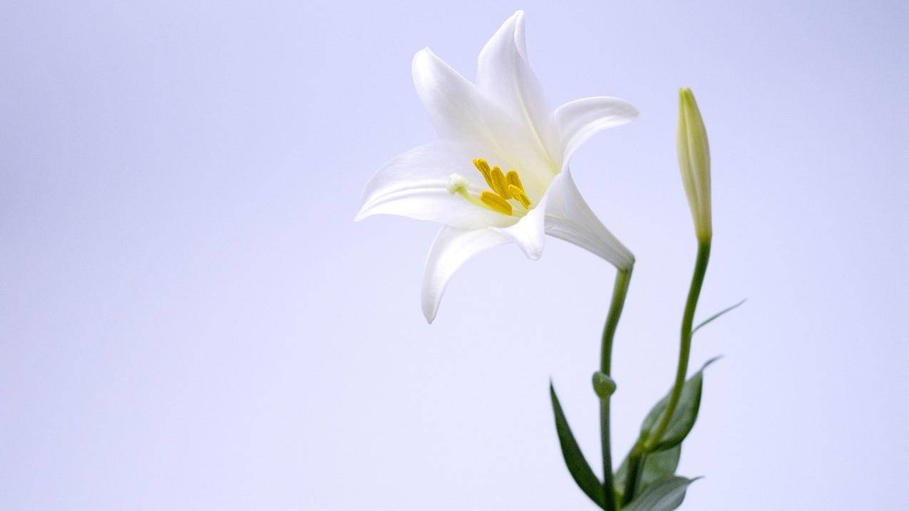 忘记日本苹果id密码并且不知道电子邮件怎么办_苹果日本id邮箱怎么填 - 日本苹果ID - 55dz账号网