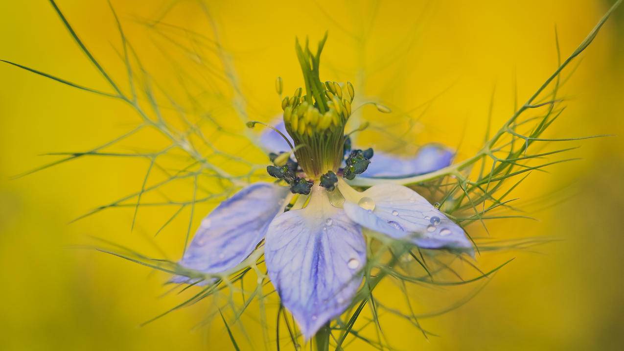 苹果手机如何解锁id  ( 电子邮件如何解锁apple id ) - 55dz账号网