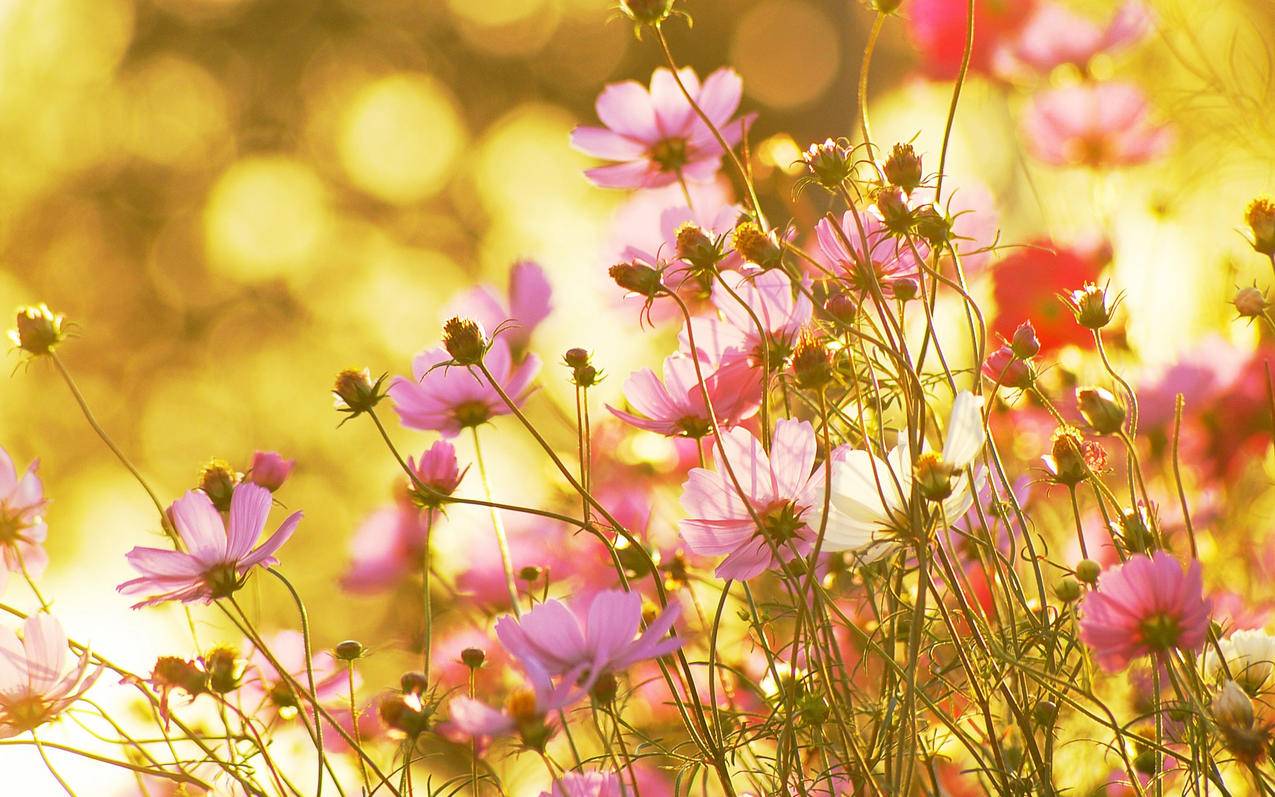 apple id密码是多少? ， 苹果免费id账号密码  - 55dz账号网