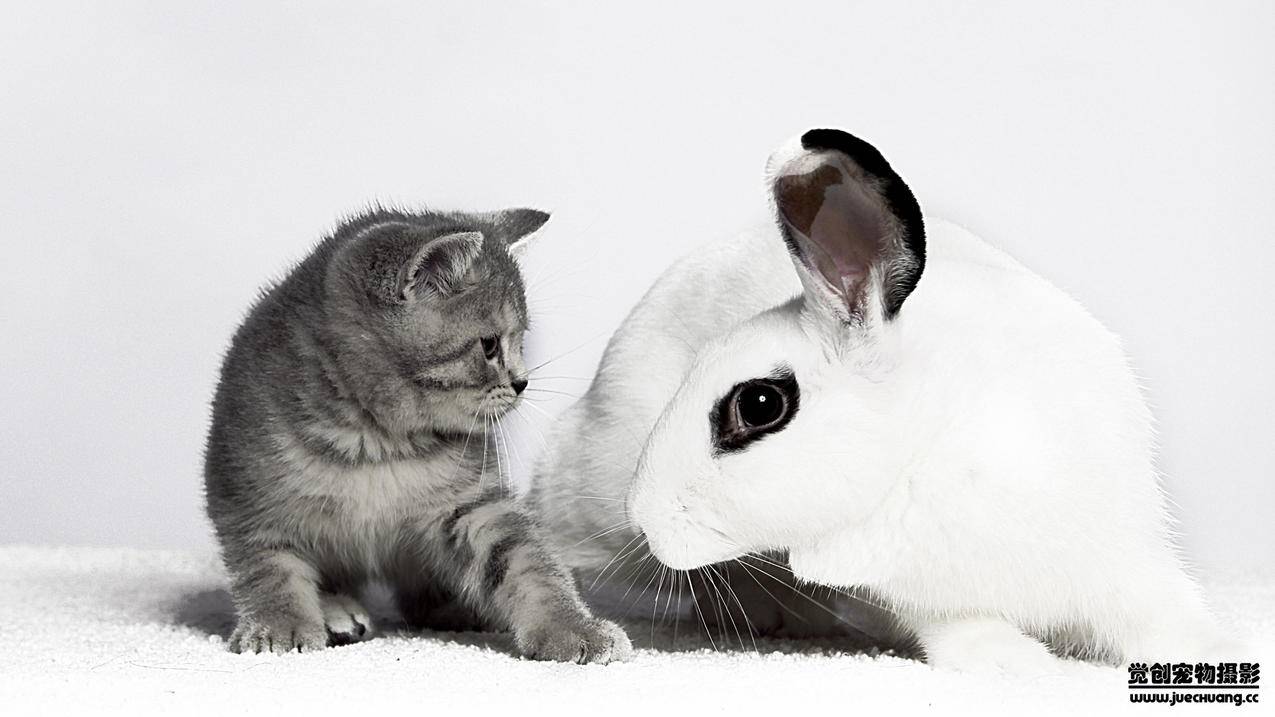 越南苹果id登陆战网怎么实名认证 - 各区苹果ID - 55dz账号网